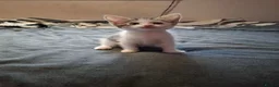 Mixed Breed cats for sale: Lovely kittens looking for their forever homes  - Advert 2