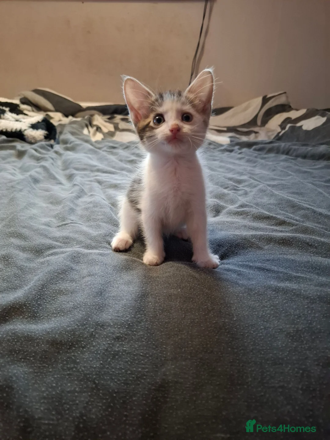 Mixed Breed cats for sale: Lovely kittens looking for their forever homes  - Advert 2