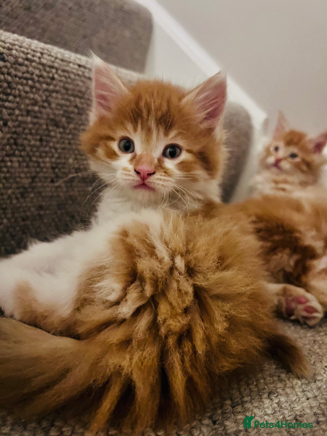 Maine Coon cats for sale: Beautiful Maine Coon x fur babies  - Image 8