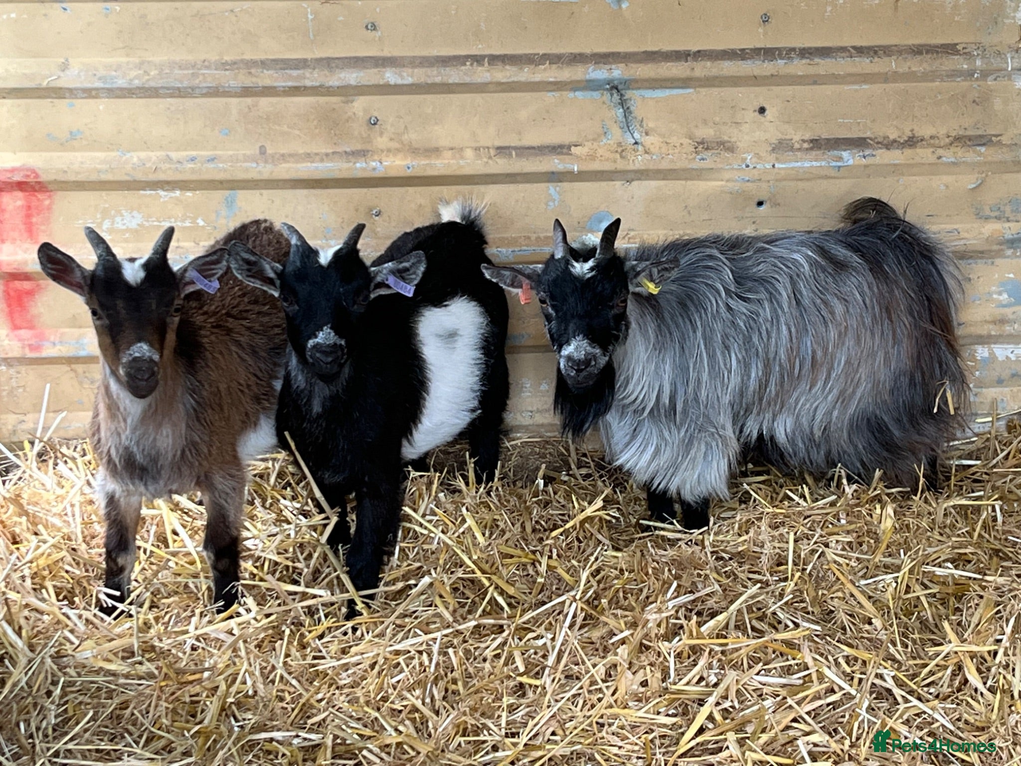 Goats livestock 2 wethers and 1 nanny  - Advert 1