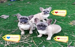 French Bulldog dogs for adoption: 💓🐶 MARGO, MISTY & MONTI💙 - Image 3