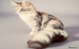 Maine Coon cats for sale: ANDERPRIDE HAVE KITTENS- INTEREST  OPEN  - Image 14
