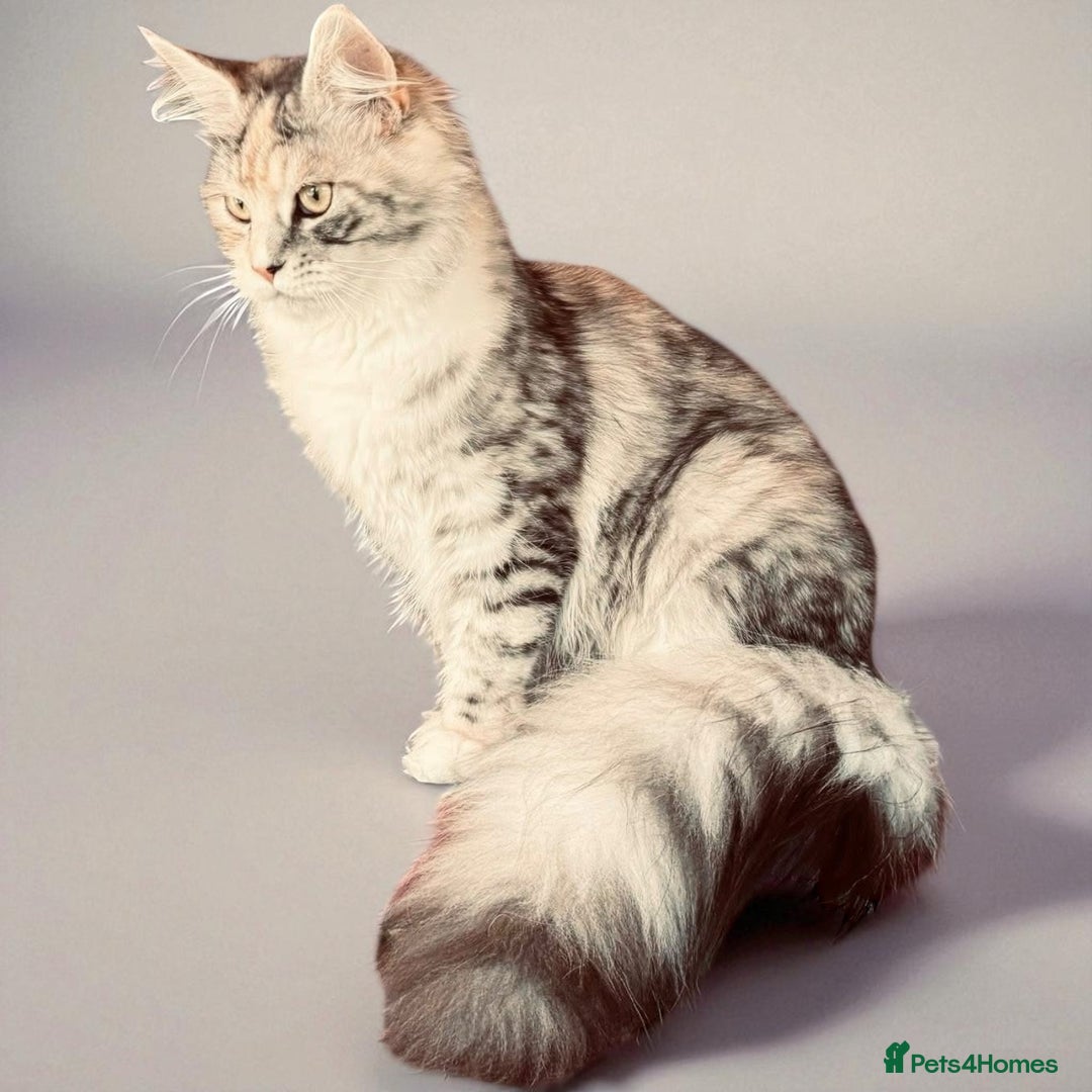 Maine Coon cats for sale: ANDERPRIDE HAVE KITTENS- INTEREST  OPEN  - Image 14