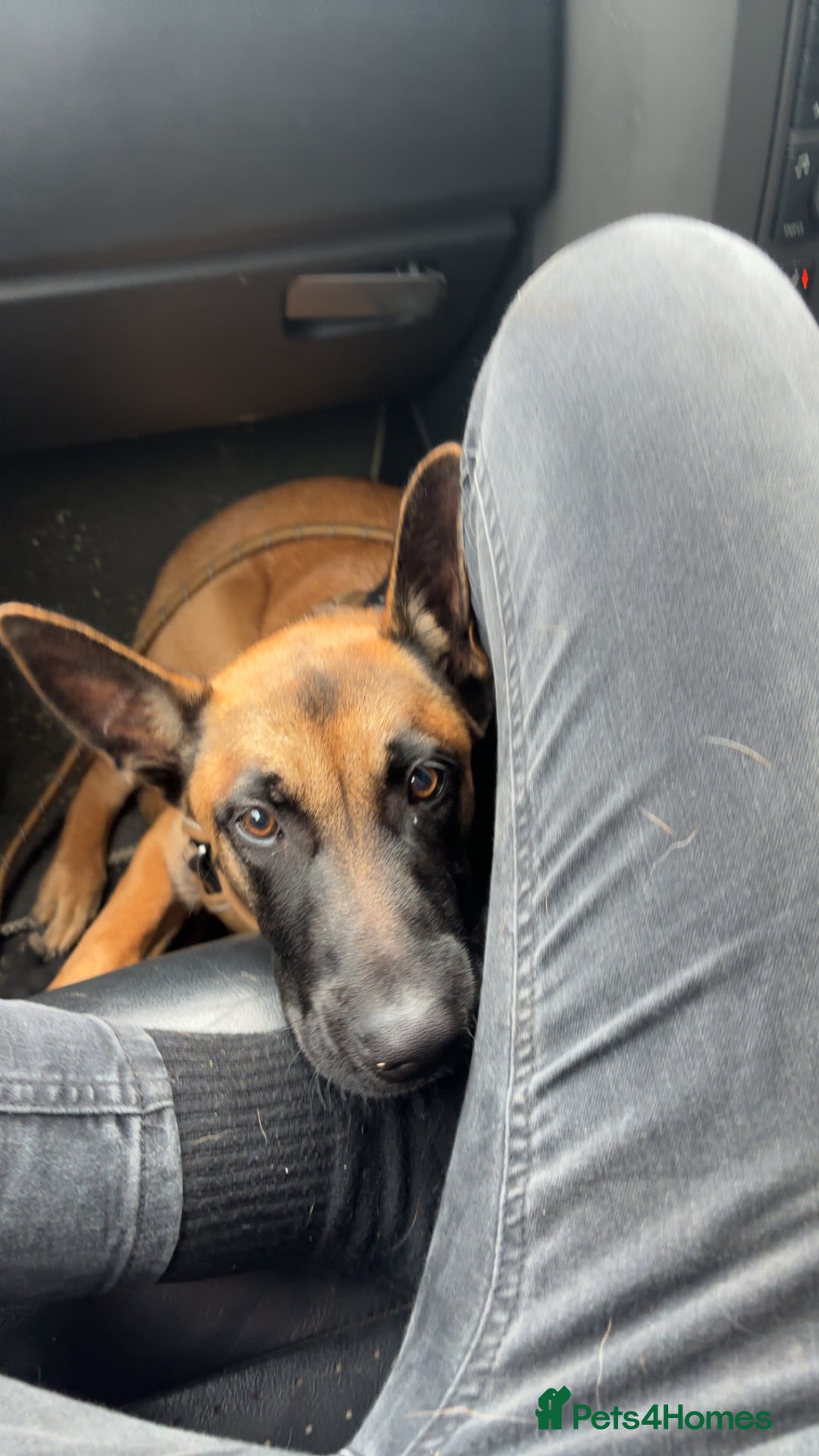 Belgian Shepherd Dog dogs for sale: A gorgeous Mali pup available  - Image 2