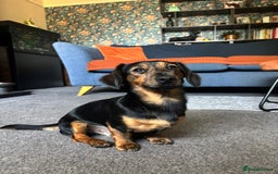 Dachshund dogs for stud: Dachshund stud  - Image 1