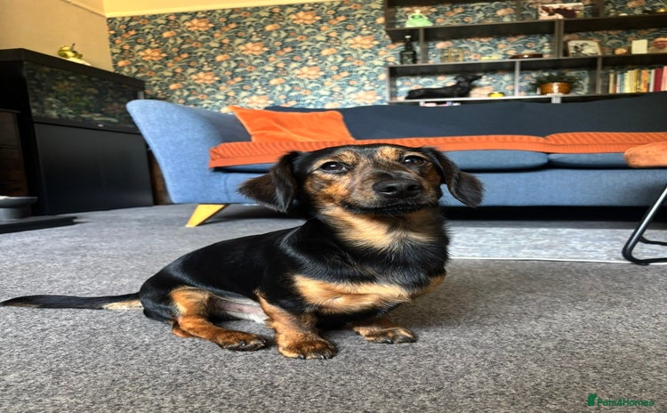 Dachshund dogs - Advert 1