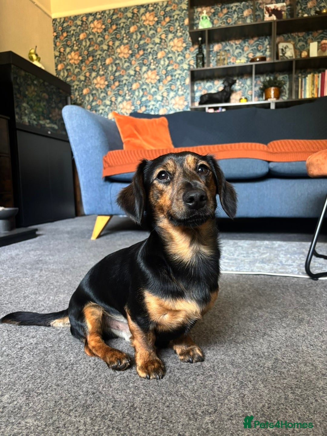 Dachshund dogs for stud: Dachshund stud  - Image 1