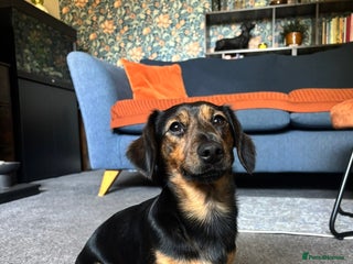 Dachshund dogs - Advert 28