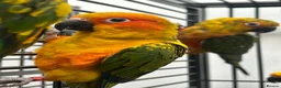 Mixed Breed birds for sale: Various Stunning Birds Available  - Advert 18