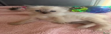 Ragdoll 3