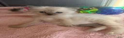 Ragdoll cats for sale: Blue point Ragdoll kittens for sale - Advert 20
