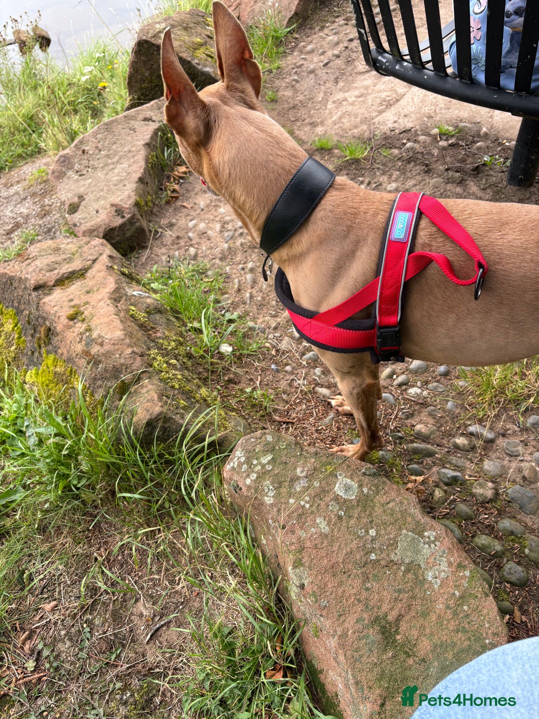 Mixed Breed dogs for sale: Rehoming 8 year old lurcher x greyhound - Advert 4