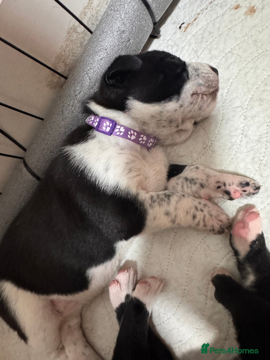 Mixed Breed dogs for sale: RARE BLUE EYE Sholly  ** tiff x Husky  - Advert 15