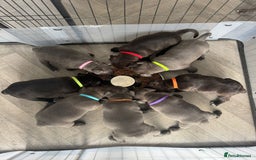 Staffordshire Bull Terrier dogs for sale: 🩷Last 1 remaining beautiful Staffy Brindle Girl🩷 - Image 13