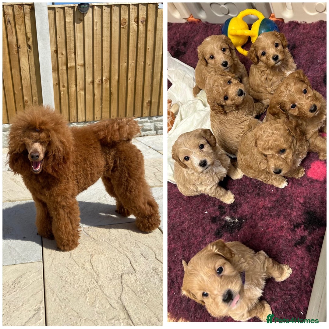 Miniature Poodle dogs for stud: KC Registered, health tested toy poodle stud dogs  in Exeter - Advert 5