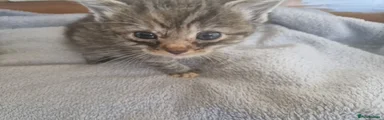Girl Kitten
