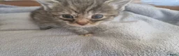 Mixed Breed cats for sale: Rag Doll x Main Coon had mixed kittens  - Advert 7