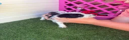 Mixed Breed dogs for sale:  4 Beautiful Jackapoos in Basildon - Advert 10