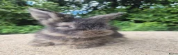 Angora rabbits for sale: 🌟STUNNING ANGORA BABIES- maxi full face 🌟 - Advert 6