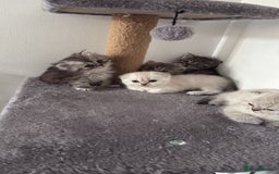 British Shorthair cats for sale: Scottish fold / British short hair  - Image 2