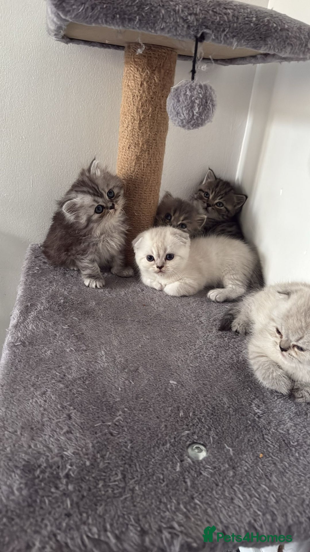 British Shorthair cats for sale: Scottish fold / British short hair  - Image 2