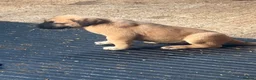 Anatolian Shepherd dogs for sale: 8 beautiful Antonian Shepherd pups  - Advert 18