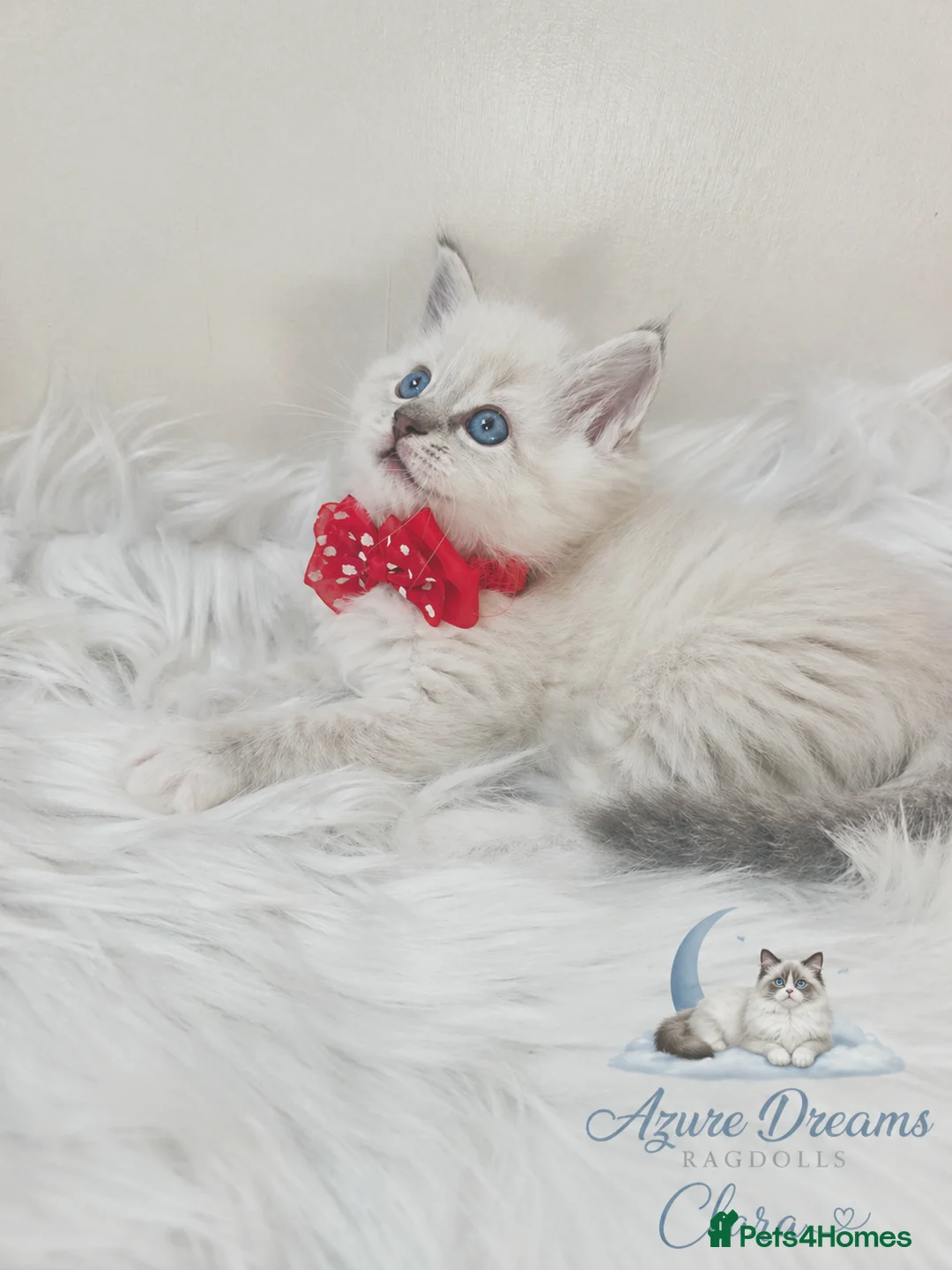Ragdoll cats for sale: 😻Beautiful GCCF Registered Ragdoll Kittens😻 - Advert 1