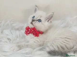 Ragdoll cats for sale: 😻Beautiful GCCF Registered Ragdoll Kittens😻 - Advert 1