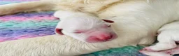 Golden Retriever dogs for sale: ⭐️Cream KC Golden Retriever Puppies⭐️ - Advert 4