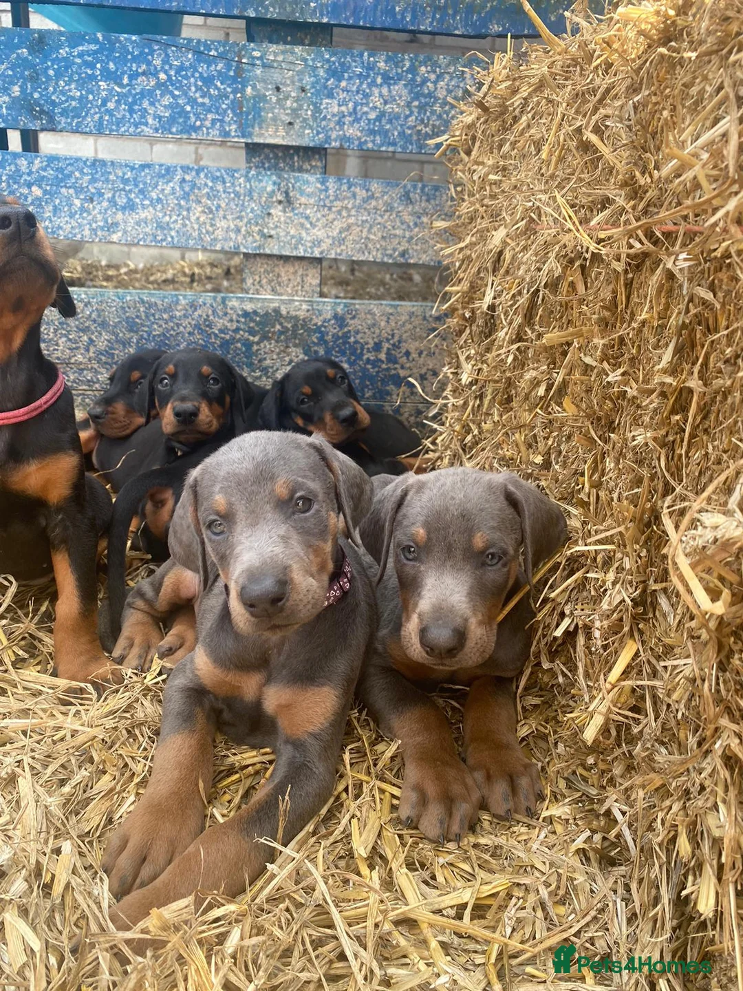 Dobermann dogs for stud: KC Health & Heart tested stud in Burnley - Advert 14