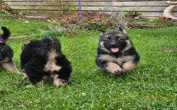 German Shepherd dogs for sale: Outstanding long coat German shepherd puppies  - Image 34