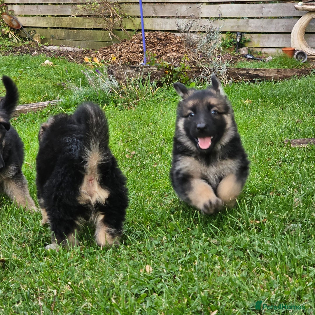 German Shepherd dogs for sale: Outstanding long coat German shepherd puppies  - Image 34
