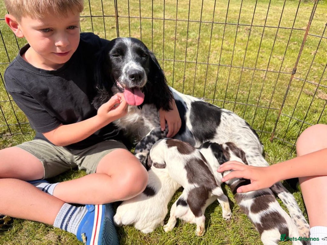 English Springer Spaniel dogs for sale: Springer spaniel puppies for sale  - Image 18