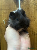 Guinea Pig rodents Baby Male Guinea pigs - Advert 2