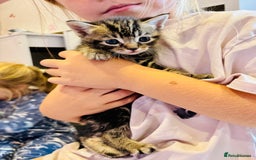 Mixed Breed cats for sale: 5 beautiful kittens for sale  - Image 4