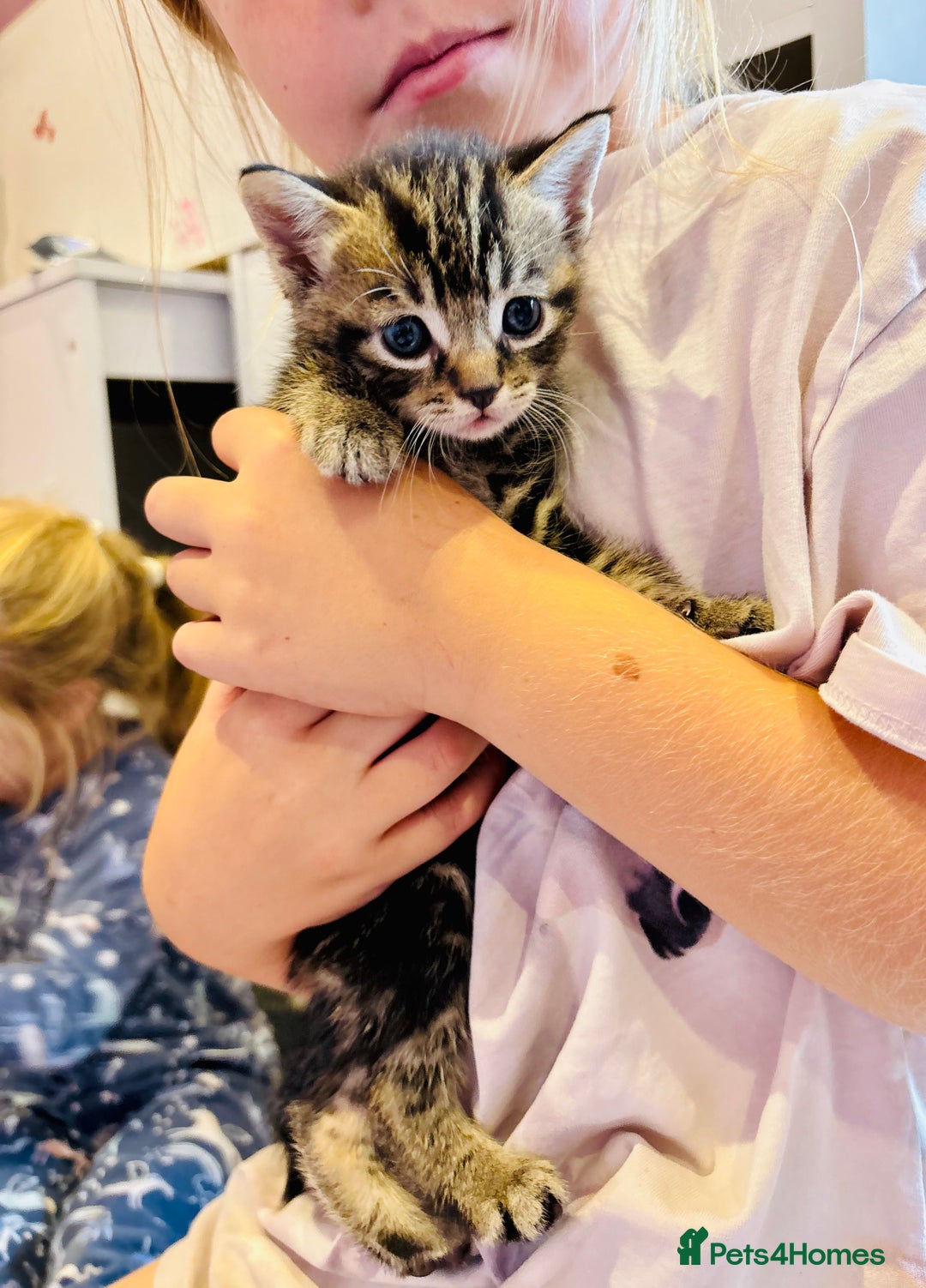 Mixed Breed cats for sale: 5 beautiful kittens for sale  - Image 4