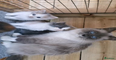 Siberian cats - Advert 16