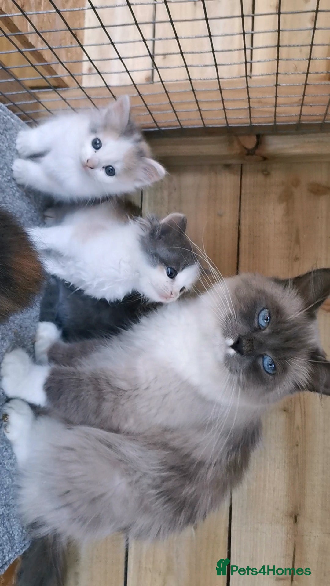 Siberian cats for sale: Registered Siberian Calico kittens  - Image 2