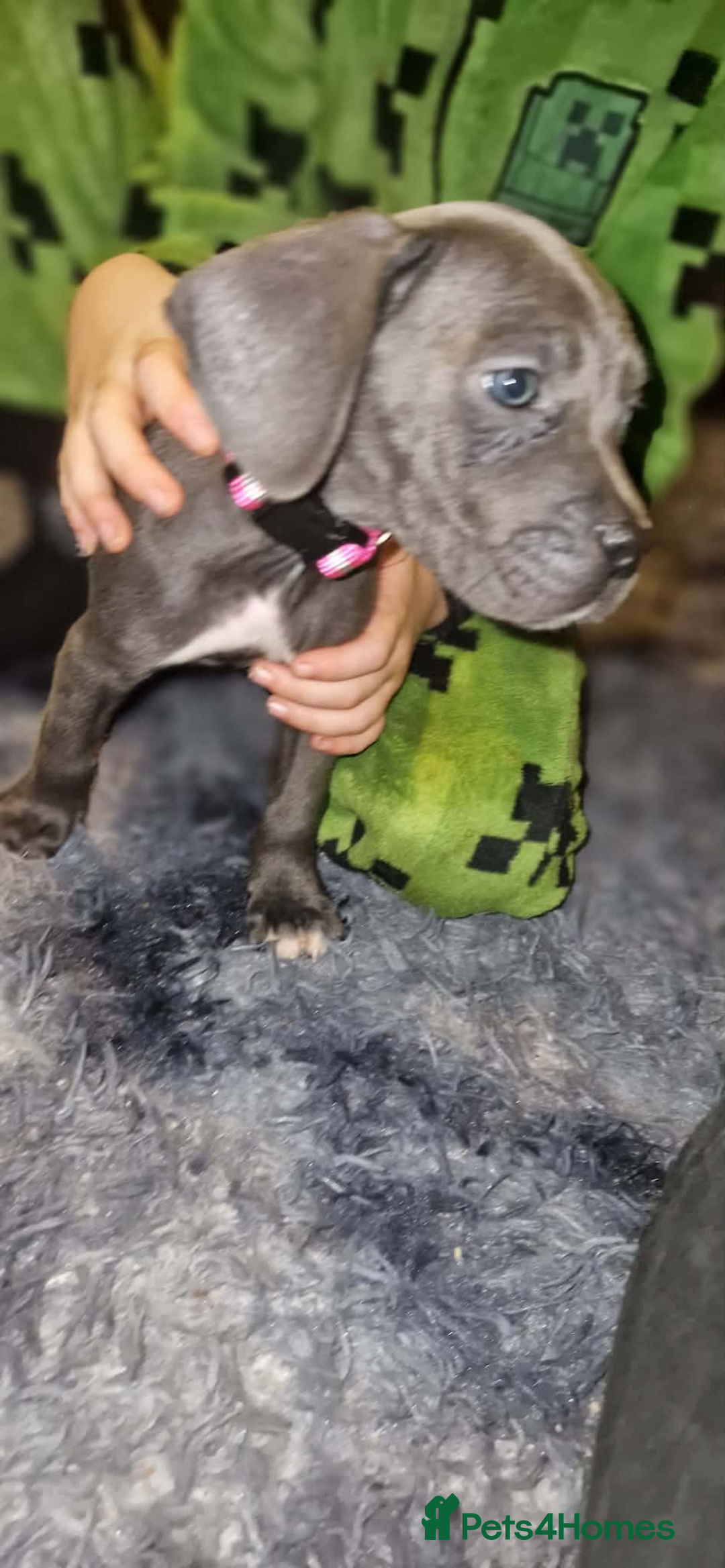 Mixed Breed dogs for sale: Cane corso hybrid - Advert 19