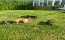 Mixed Breed dogs for sale: Puppies  - Image 3