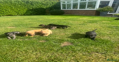 Mixed Breed dogs - Advert 2