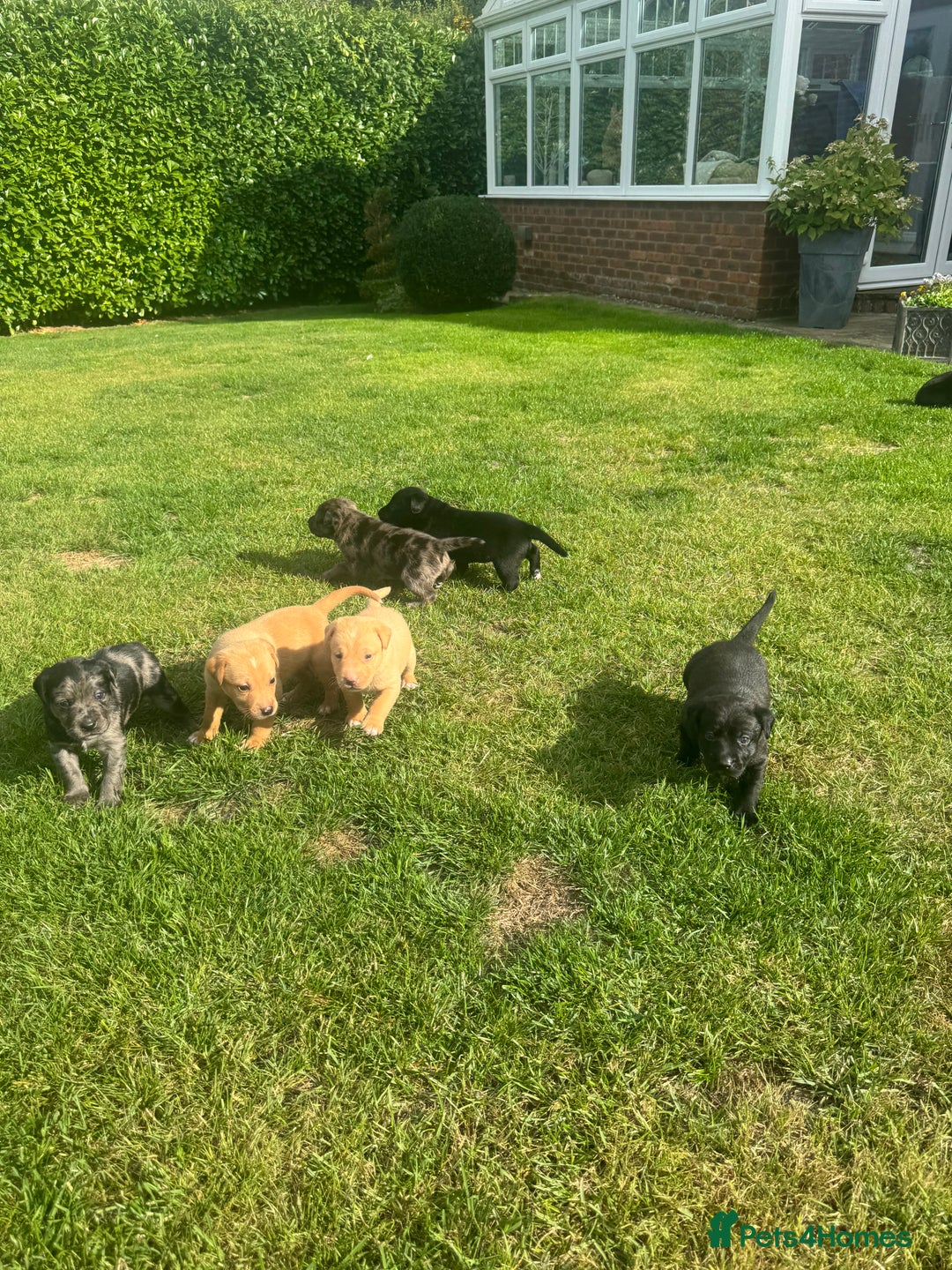Mixed Breed dogs for sale: Puppies  - Image 3