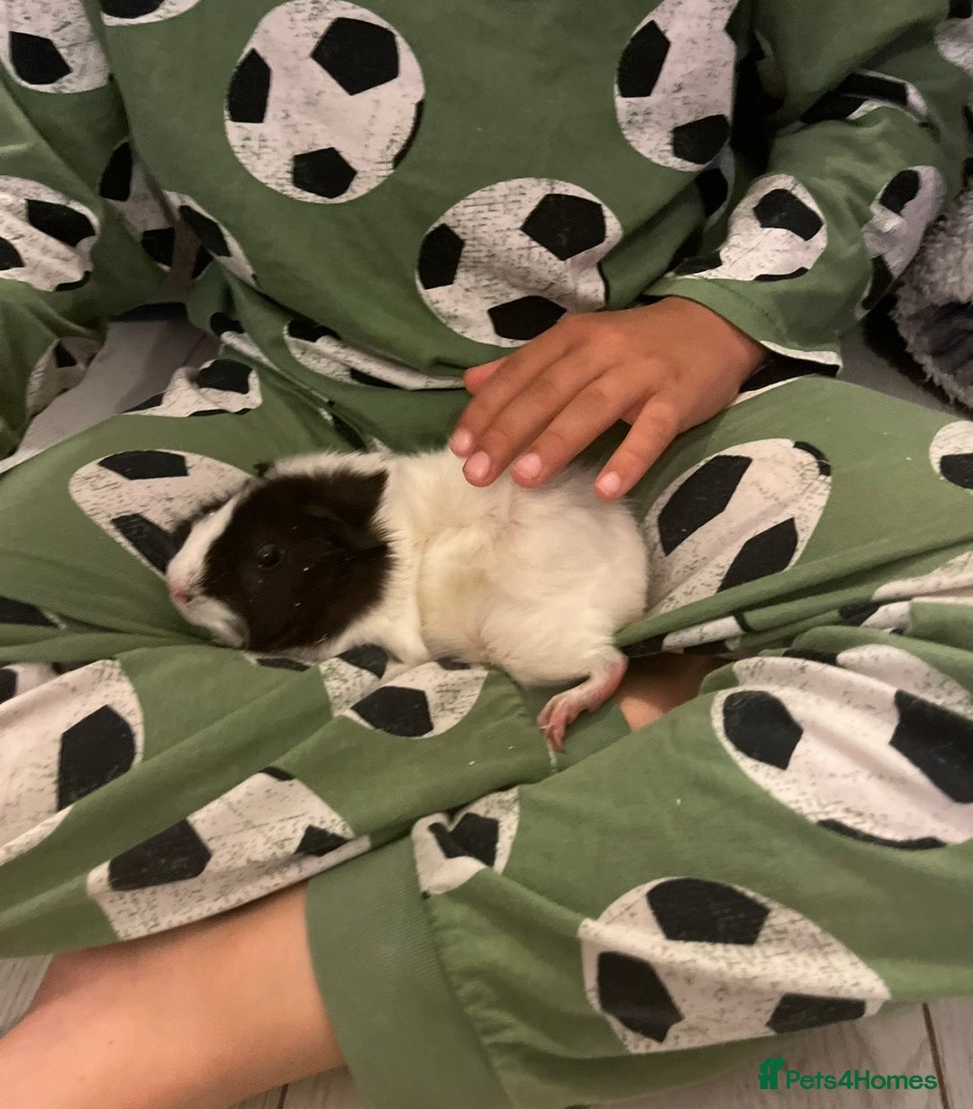 Guinea Pig rodents for sale: Female Guinea Pigs Bonded Need Rehoming - Advert 11