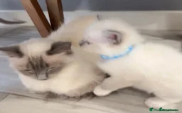 Ragdoll cats for sale: Handsome Ragdoll boy - Image 6