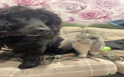 French Lop rabbits for sale: Giant French lop - Image 20