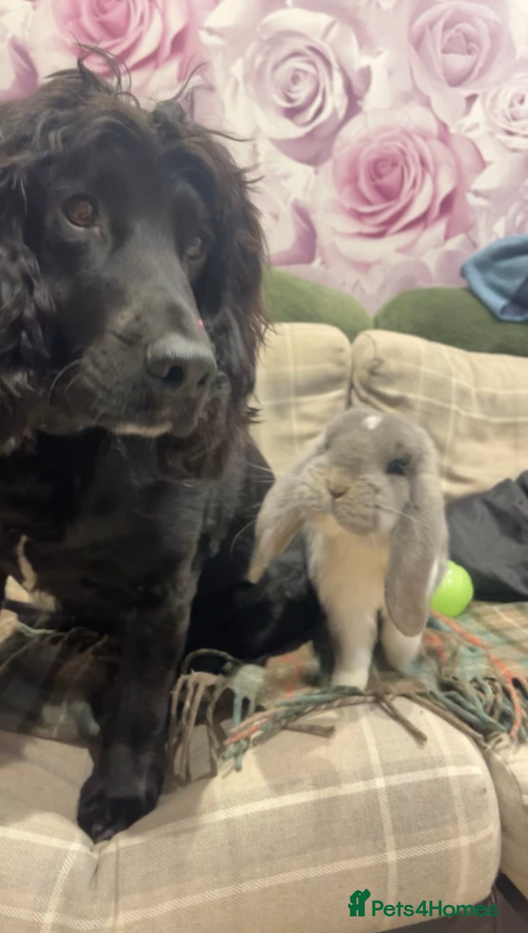 French Lop rabbits for sale: Giant French lop - Image 20