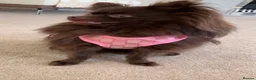 Pomeranian dogs for sale: Teddy bear face female pomeranian - Advert 5