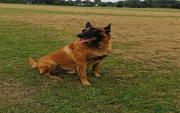 Belgian Shepherd Dog dogs for stud: KC, PURE Malinois Stud: Health Tested. Proven  in Rugby - Image 6