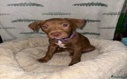 Mixed Breed dogs for sale: 6 Beautiful Fur Babies - Image 19