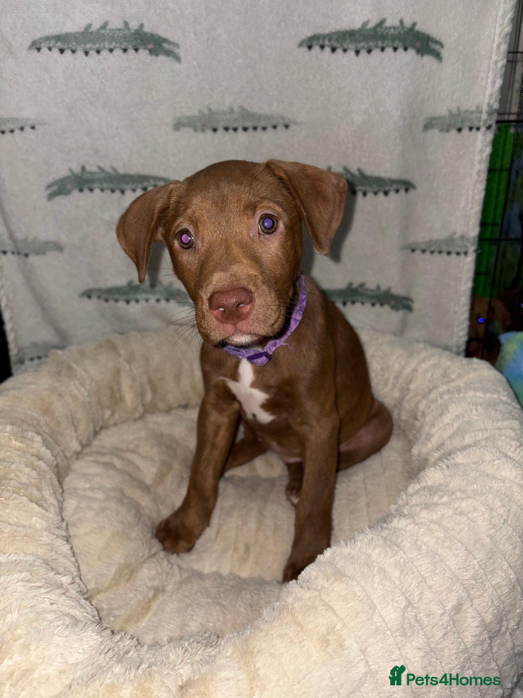Mixed Breed dogs for sale: 6 Beautiful Fur Babies - Image 19